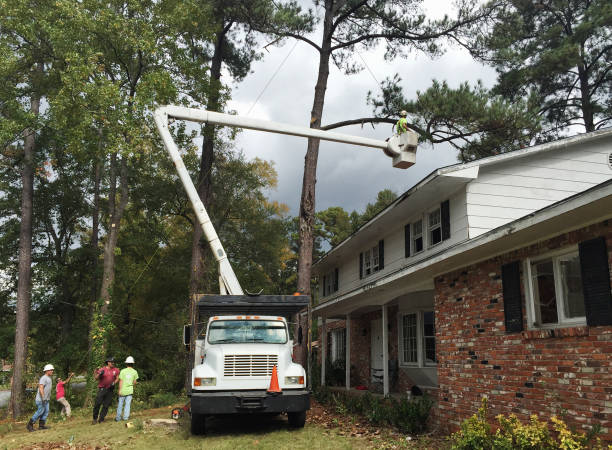 Best Tree Mulching  in Richland, GA